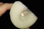 如何安全地给狗狗喂食青枣,专家告诉你青枣对小狗的危害