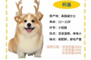 柯基感冒没精神不爱玩？原因及解决方法