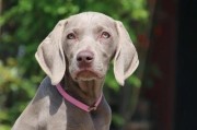 德国威玛猎犬,威玛猎犬颜色