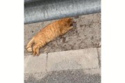 电动车撞到猫有什么预兆,晚上撞到猫有什么预兆