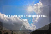 博美犬与蝴蝶犬对比（性格外观和需求差异大揭秘）