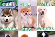 宠物狗网上买可靠吗,宠物狗网络用语