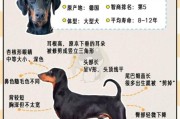 十大猛犬排名一到十,杜宾一般家庭能养起吗