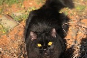 中华田园黑猫多少钱一只,黑猫多少钱一只宠物