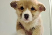 柯基犬立耳需要补钙吗？不补钙耳朵立不起来是真的吗