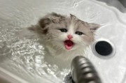 小猫多大可以洗澡(小猫洗澡的年龄限制对它们的健康有何影响)