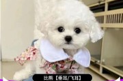 比熊和博美哪个好看点(比熊和博美哪个好看一点)
