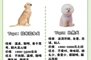 十大最干净最好养的狗大比拼，哪种狗狗最省心？