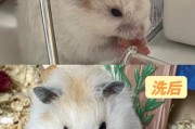 可以给仓鼠洗澡吗(怎么给仓鼠洗澡温水几度)