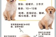 狗狗能吃菠萝蜜吗金毛,狗狗能吃菠萝蜜吗柯基
