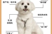 比熊犬体味轻微吗？养前必知的体味真相