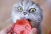 猫咪可以吃西瓜吗