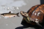 乌龟吃鱼食有什么坏处,乌龟吃鱼的内脏吗