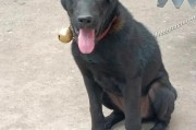 凉山犬价格(凉山犬图片大全)