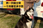 四川哈士奇多少钱一只,成都哈士奇价格走势