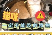猫能吃的20种水果,猫能吃橙子吗有毒吗
