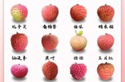 荔枝是什么季节开的,荔枝是什么季节有