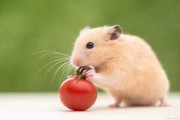 仓鼠的生活特征是什么(仓鼠的生活特征和生活方式)
