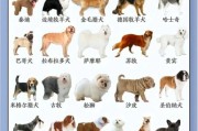 狗狗品种大全：最全狗狗品种指南，新手必看！