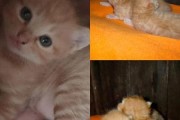 小橘猫取名字,猫取名字洋气的