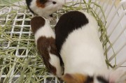 荷兰猪怀孕期多久,荷兰猪怀孕需要几天才能生产