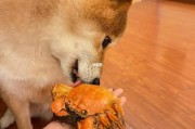 狗能不能吃螃蟹壳子,狗能不能吃螃蟹腿