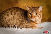 不掉毛好养的6种猫咪推荐,这6种猫好养又不会满屋猫毛
