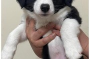 边牧犬价格(揭秘边牧犬价格迷雾)