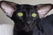 好奇黑猫欢乐遛弯(猫咪遛弯品种大揭秘)