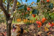 狗能不能吃柿子叶子呢,狗能不能吃柿子如果吃了该怎么办