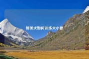 博美犬如何训练大小便