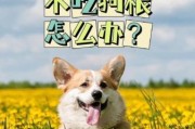 柯基拉肚子后不吃狗粮？原因和解决方法都在这