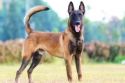 马犬好养吗,柴犬优缺点分析图片(马犬好养吗优缺点有哪些)