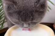 猫咪可以喝羊奶吗