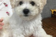 两个月的比熊可以吃香蕉吗(比熊可以吃香蕉吗为什么)