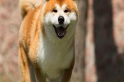 柴犬和秋田犬的图片,柴犬和秋田犬的价格