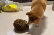 狗吃榴莲核会中毒吗,狗吃榴莲核