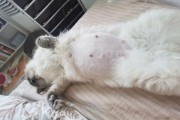 猫怀孕会孕吐吗怎么办,猫怀孕后有什么明显症状