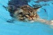 猫天生会游泳吗最佳答案,猫天生会游泳吗为什么
