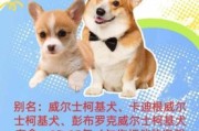 柯基犬1000元贵吗？业内人士告诉你真实行情