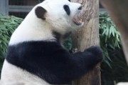 大熊猫是熊吗正确答案,请问大熊猫是猫吗