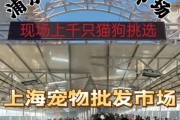 猫市场价,猫市场在哪里
