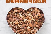 狗狗可以吃的坚果有哪些,狗狗能吃杏仁吗什么意思