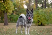 挪威犬纯种,挪威犬种