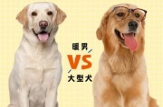 金毛跟拉布拉多有区别吗(金毛与拉布拉多的区别在哪里)