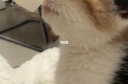 小猫多久断奶(小猫咪断奶的时间具体是多久)
