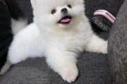 黄色博美和白色博美哪个好,黄色博美和白色博美能配吗