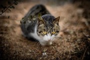 野猫吃什么(照顾衰老或生病的野猫)
