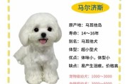 马尔济斯价格会下跌嘛,马尔济斯价格大概多少钱一只