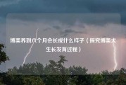 博美养到六个月会长成什么样子（探究博美犬生长发育过程）